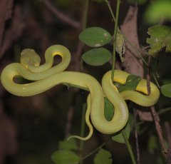 Herpetofauna